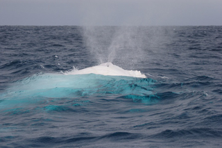 Illustration for article titled These rare photos of Migaloo the albino humpback whale are astonishing